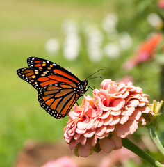 Monarch butterfly on pink Zinnia