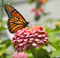 Beautiful Monarch butterfly in summer garden