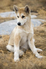 Schlittenhund in Grönland
