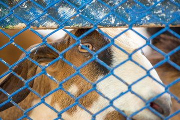 Close-up headshot of a goat behind a blue metal wire mesh fence. Animals and farming concept.