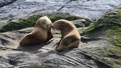 Obraz premium pair of sea lions