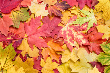 Naklejka na ściany i meble Fall leaves with colorful maple leaves