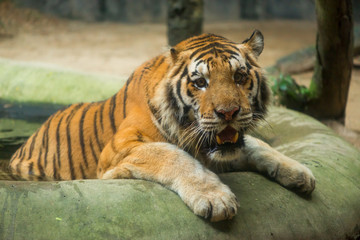 A Siberian tiger (Panthera tigris altaica) cools itself in a pool of water at a zoo, Chonburi, Thailand.