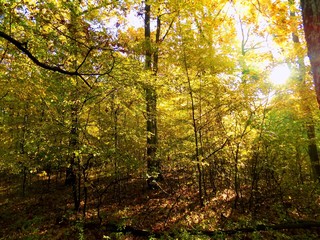 Colorful leaves on deciduous trees in park during autumn and lighting sun during sunrise