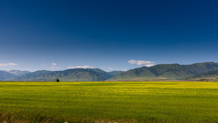 Fototapeta premium Beautiful landscape of highlands of Altai mountains