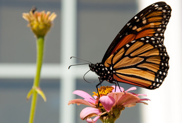 Migrating Monarch Butterfly has stopped to feed on an orange Zinnia to restore his energy, against light siding of a house