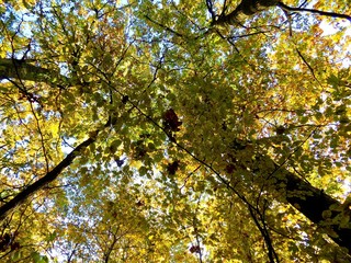 Obraz premium Colorful leaves on deciduous trees in park during autumn