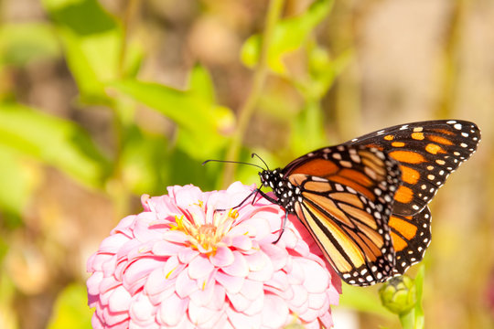 Migrating Monarch butterfly feeding on a Zinnia replenishing his energy supply