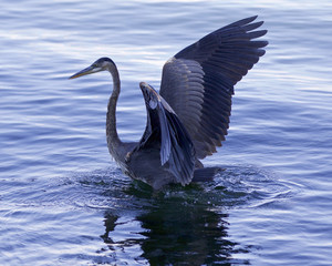 Beautiful background with a great blue heron in the lake