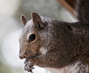 Obraz premium Beautiful isolated photo of a cute funny squirrel