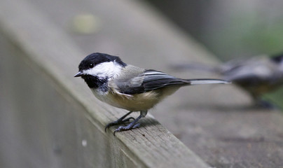Beautiful background with a black-capped chickadee bird