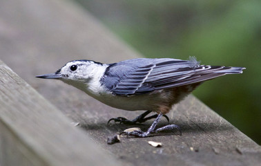 Isolated image of a white-breasted nuthatch bird