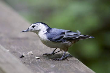 Isolated photo of a white-breasted nuthatch bird