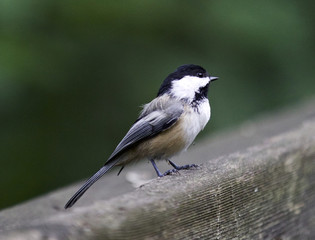 Beautiful isolated picture with a black-capped chickadee bird