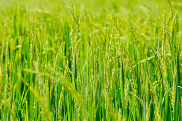 Green rice in the field rice background