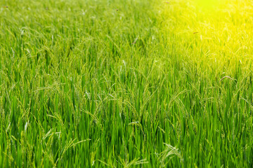 Green rice in the field rice in the Morning