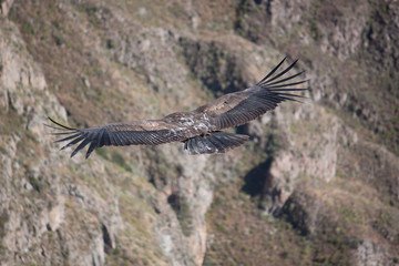 Kondor im Flug