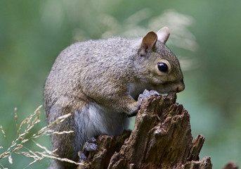Beautiful background with a cute funny squirrel on a stump