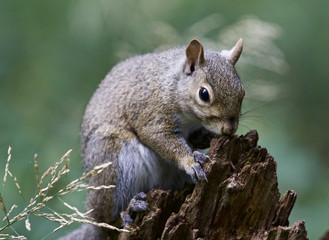 Beautiful image with a cute funny squirrel on a stump