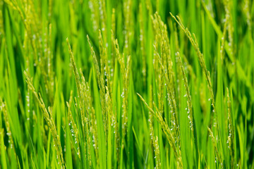Fototapeta na wymiar Green rice in the field rice background