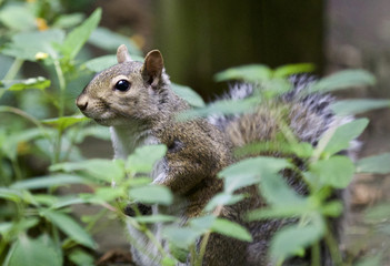 Beautiful picture with a cute funny squirrel in the grass