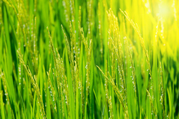 Fototapeta na wymiar Green rice in the field rice in the Morning