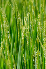 Naklejka na ściany i meble Green rice in the field rice background