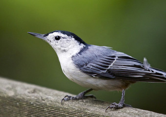 Beautiful isolated photo of a white-breasted nuthatch bird