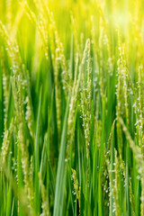 Fototapeta na wymiar Green rice in the field rice in the Morning
