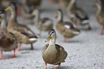 Beautiful isolated photo of a group of mallards on a road