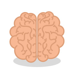 brain human organ isolated icon vector illustration design
