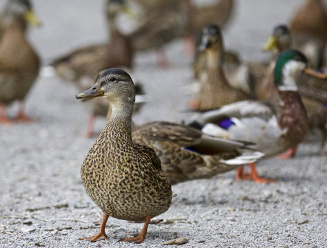 Beautiful isolated photo of a group of ducks