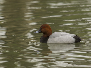 Moriglione ( Aythya ferrinea )