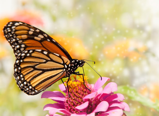 Migrating Monarch Butterfly has stopped to feed on an orange Zinnia to restore his energy, against light siding of a house