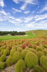 Kochia bushes at Hitachi Seaside Park, Ibaraki, Japan