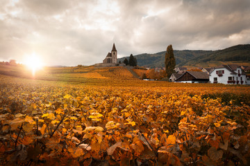 Vignoble d'alsace et vignes en automne