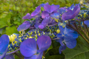 bigleaf hydrangea