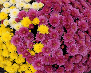flowerbed made from colorful oxeye daisy (Chrysanthemum leucanthemum)