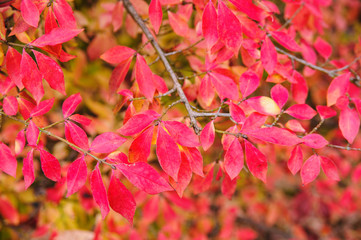Fall background with red autumn leaves