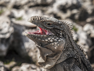 Closeup of a iguana with open mouth