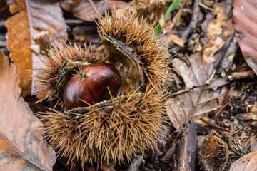 Chestnut