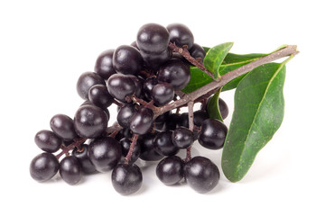 branch of Wild privet or Ligustrum vulgare isolated on white background