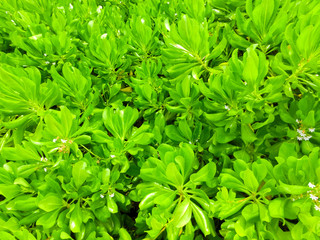 The green plants at Caribbean tropical beach