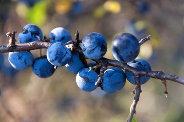 blackthorn branch with berries a blurred background