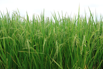 Obraz premium Rice field