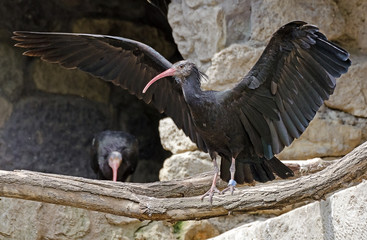 Waldrapp