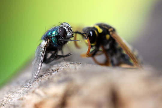 insectes