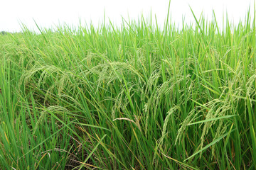 Rice field