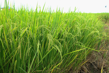 Rice field