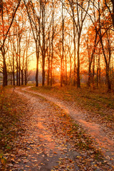 Winding Countryside Road Path Walkway Through Autumn Forest. Sun